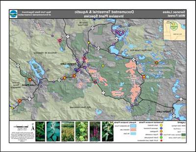 saranac_lakes_invasies_thumb