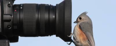 Bird looking at the end of a camera lens.